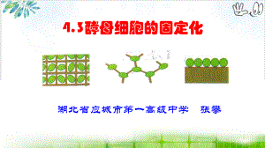 [人教版]《酵母细胞的固定化》课件1.ppt