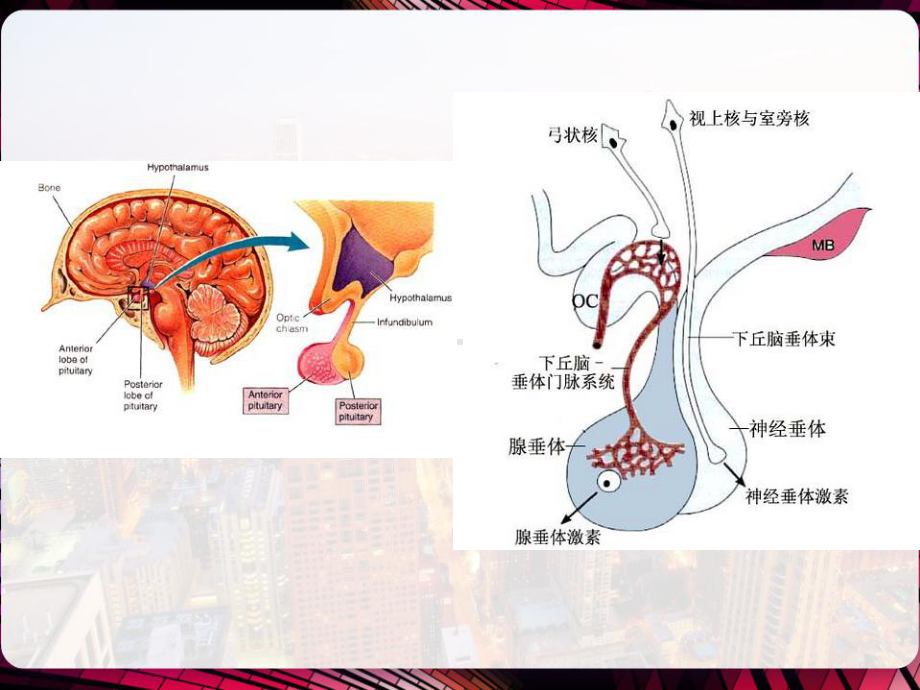 下丘脑与垂体-课件.pptx_第2页