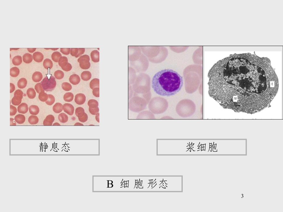 B淋巴细胞与特异性体液免疫课件.ppt_第3页