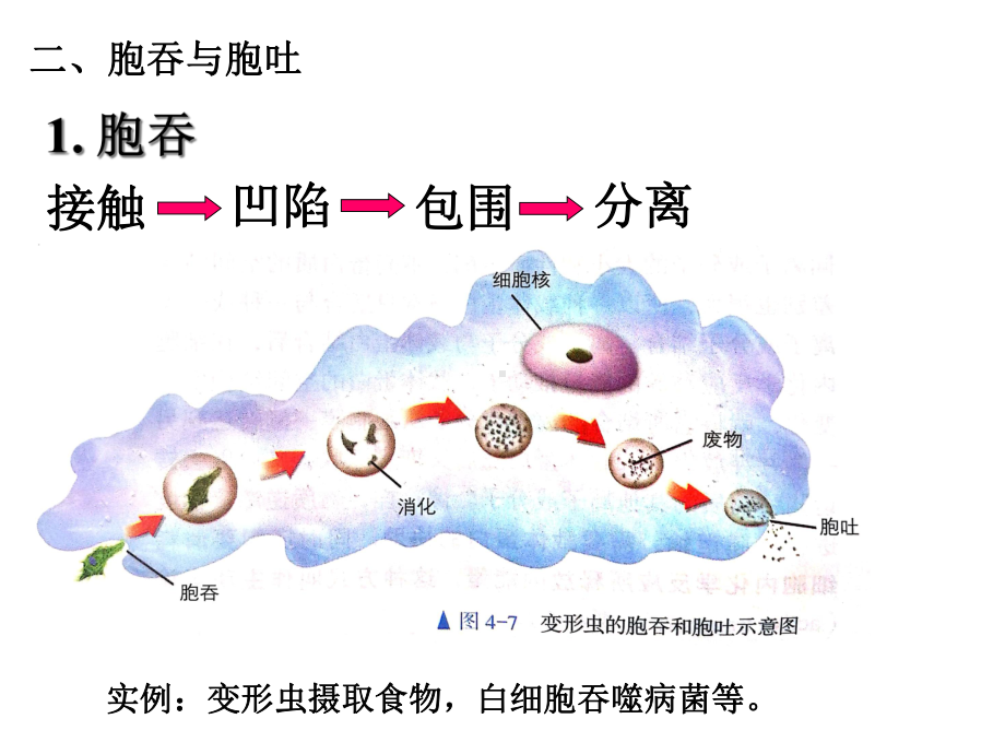 高中生物人教版《主动运输与胞吞、胞吐》完美版1课件.ppt_第3页