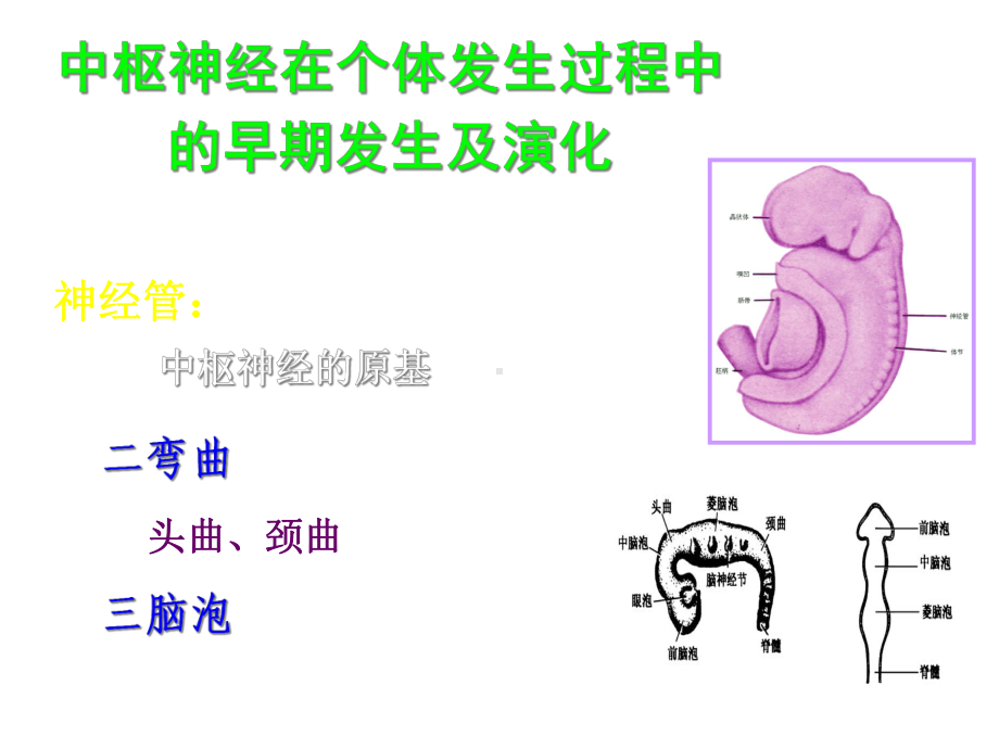 神经系统-端脑课件.ppt_第2页