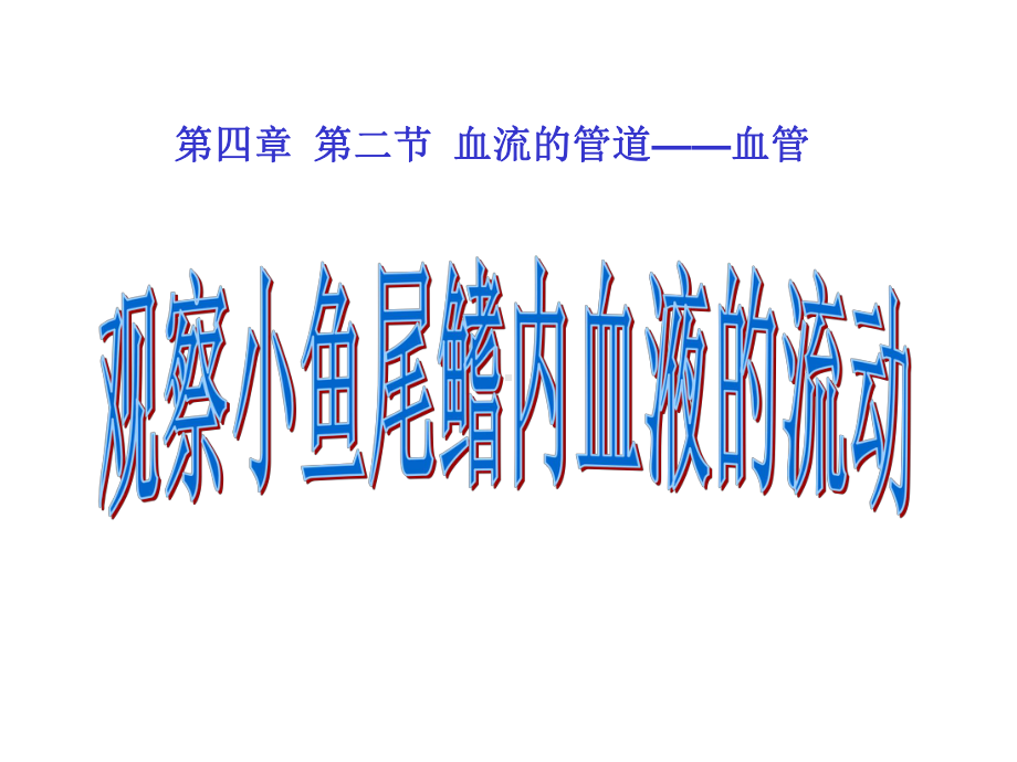 观察小鱼尾鳍内血液的流动课件.ppt_第1页