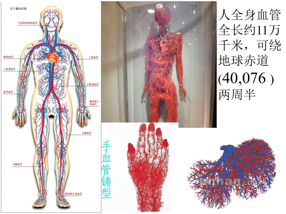 观察小鱼尾鳍内血液的流动课件.ppt_第3页