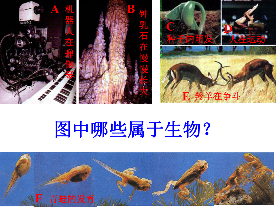 苏教版七年级生物上册11我们周围的生物课件.ppt_第2页