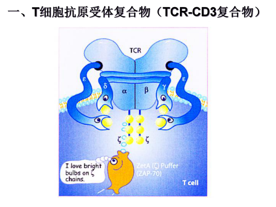 T淋巴细胞医学宣教课件.ppt_第3页