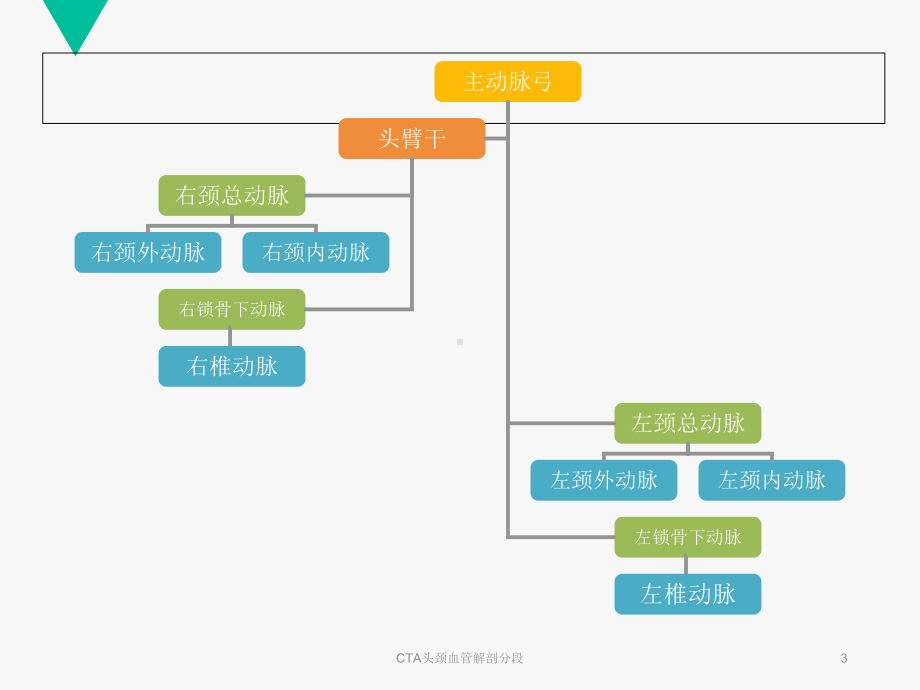 CTA头颈血管解剖分段培训课件.ppt_第3页