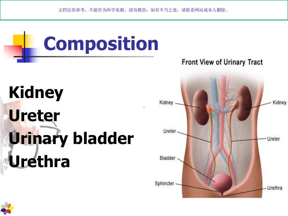 UrinarySystem泌尿系统全英文课件.ppt_第2页