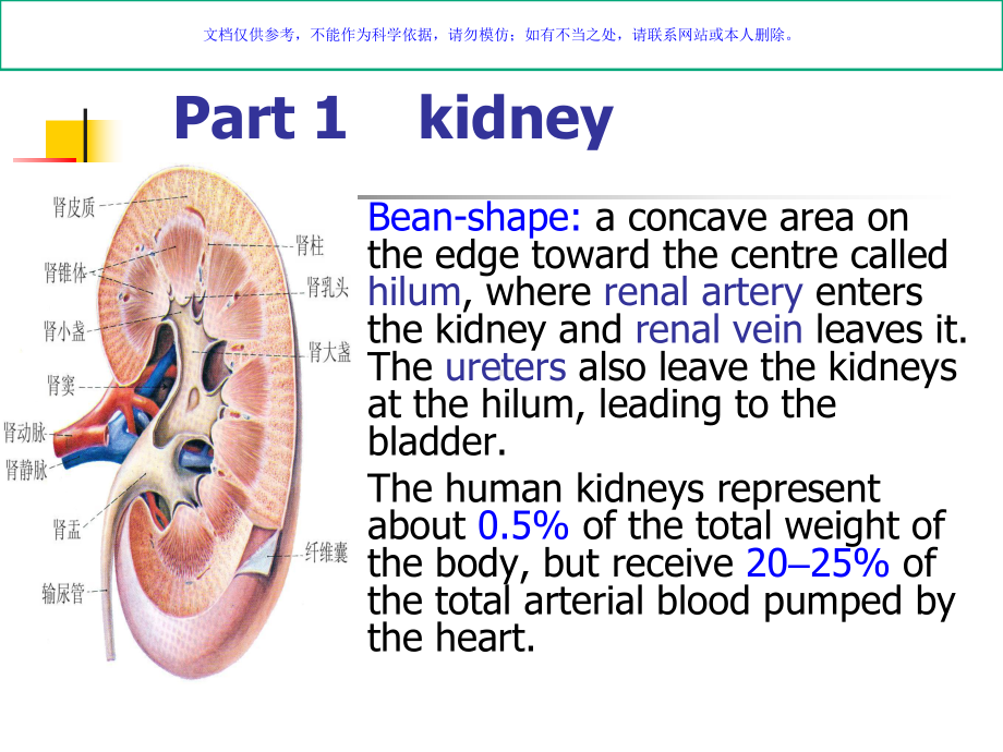 UrinarySystem泌尿系统全英文课件.ppt_第3页