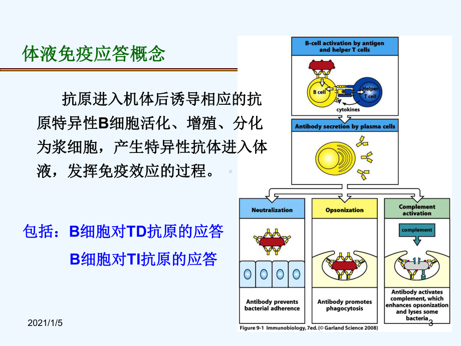 -体液免疫应答课件.ppt_第3页