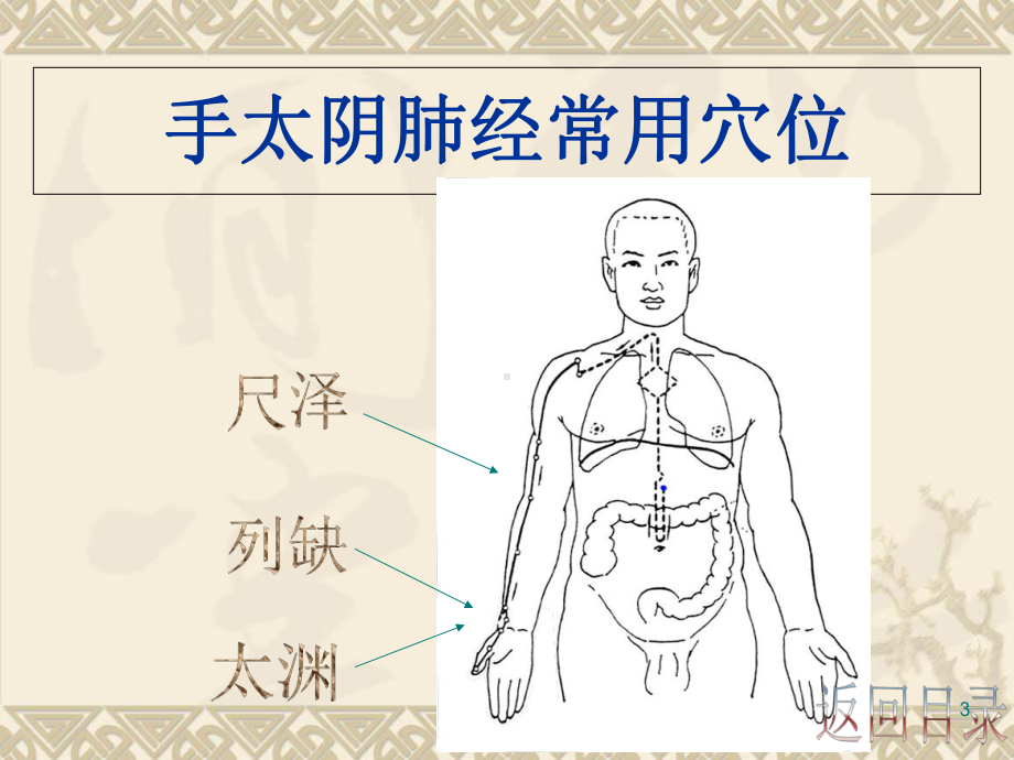 中医常用穴位的定位及应用优质课件.ppt_第3页