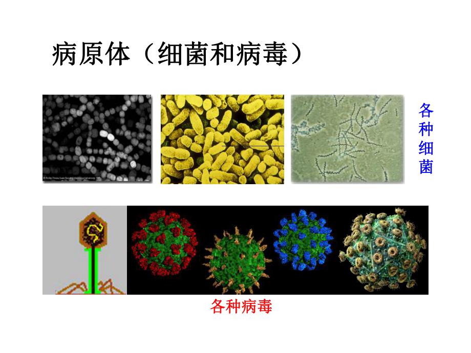 苏教版八年级下册生物第十单元第二十五章第三节-免疫-课件(共21张).ppt_第3页