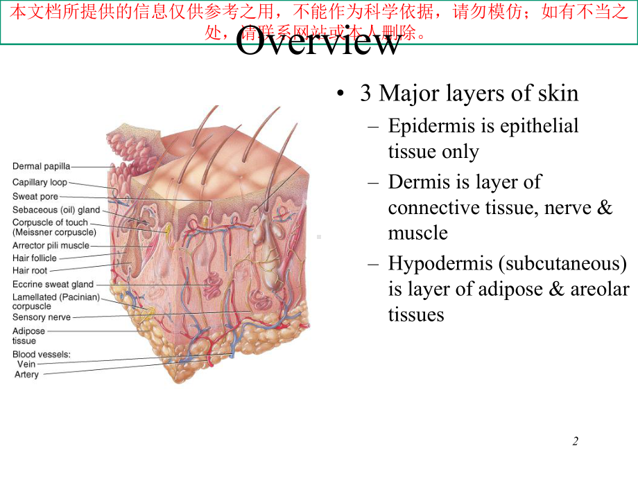 The-Integumentary-System医疗培训课件.ppt_第2页