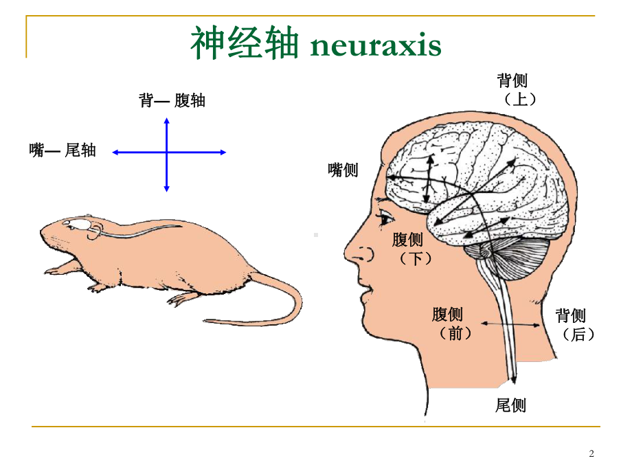 中枢神经系统概观课件.ppt_第2页