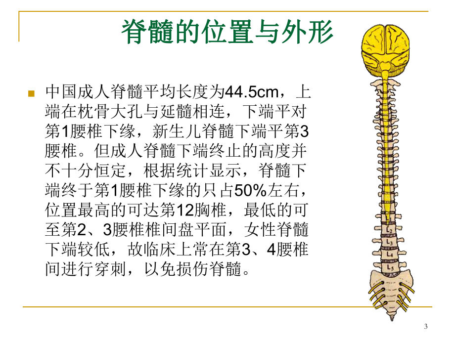 中枢神经系统概观课件.ppt_第3页