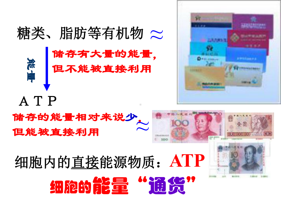 细胞的能量通货-ATP-课件-高三高考生物一轮复习.ppt_第3页