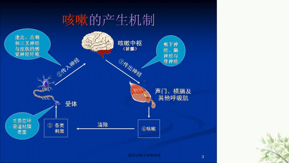 临床诊断学咳嗽咳痰课件.ppt_第3页