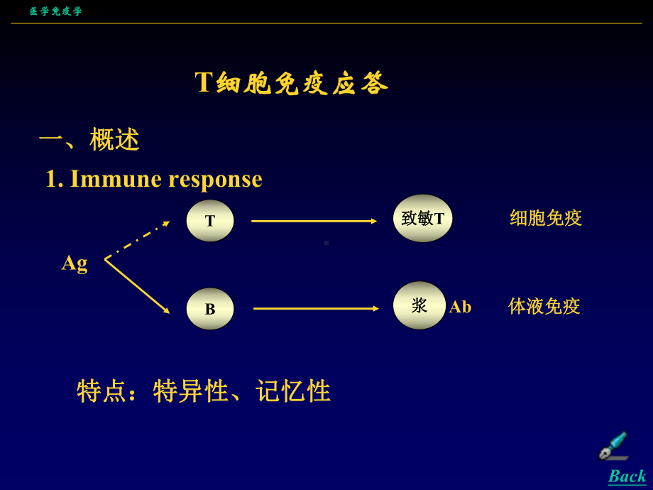 T细胞免疫应答医学免疫学3课件.ppt_第1页