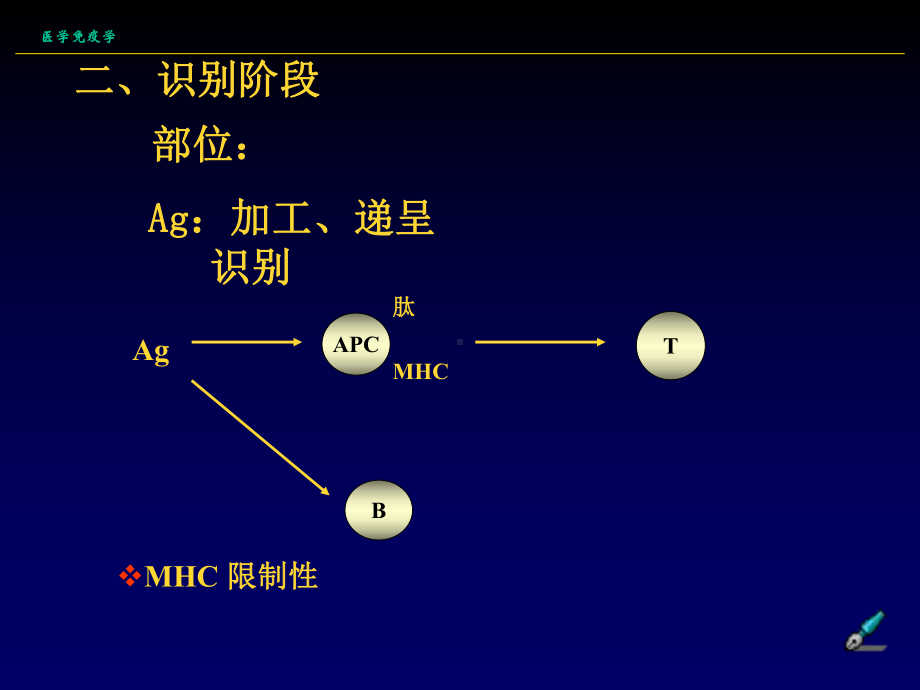 T细胞免疫应答医学免疫学3课件.ppt_第3页