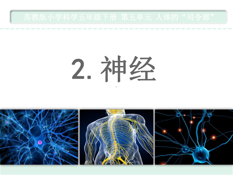 苏教版科学五年级下册2神经课件.pptx_第1页