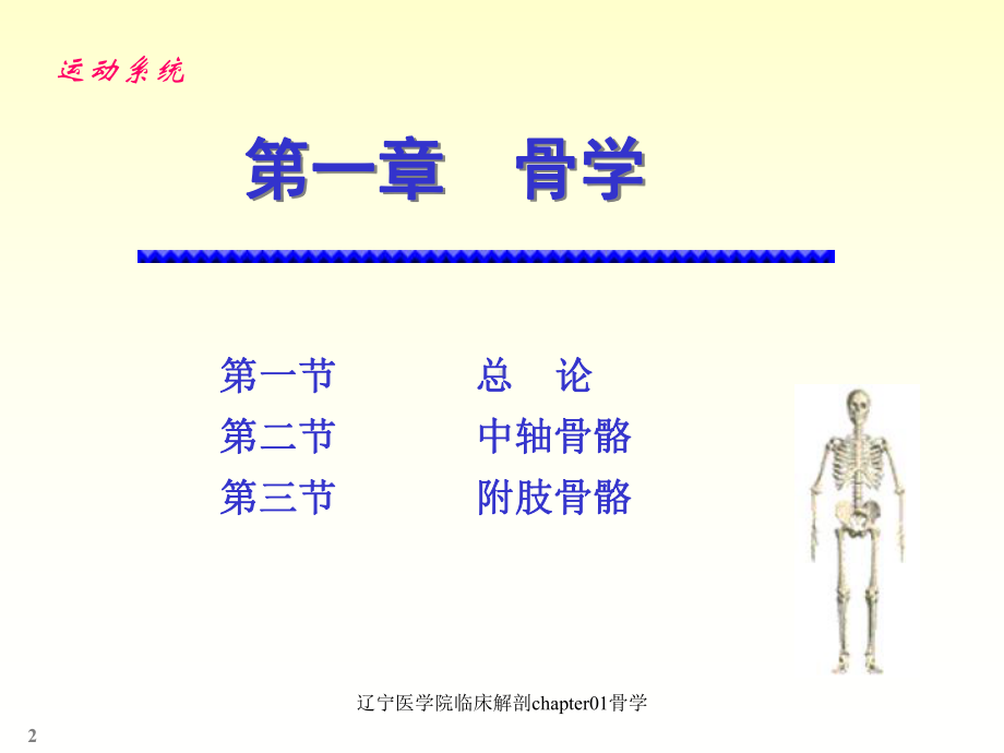 临床解剖chapter01骨学课件.ppt_第2页