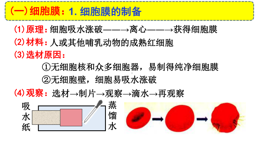 高中生物精品资源高三生物一轮复习细胞膜和细胞核课件.ppt_第2页