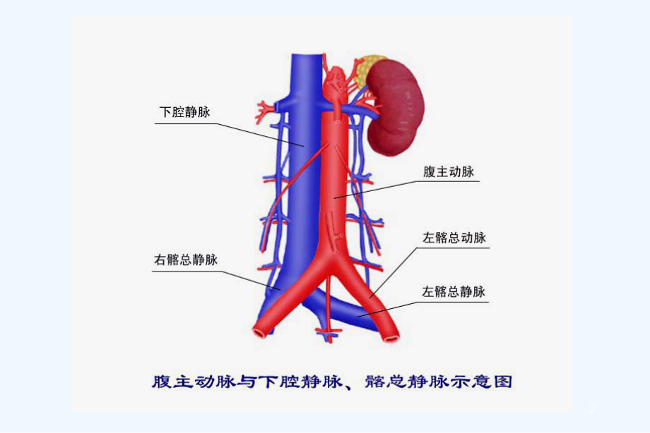 下肢深静脉血栓形成机制及其归转课件.ppt_第2页