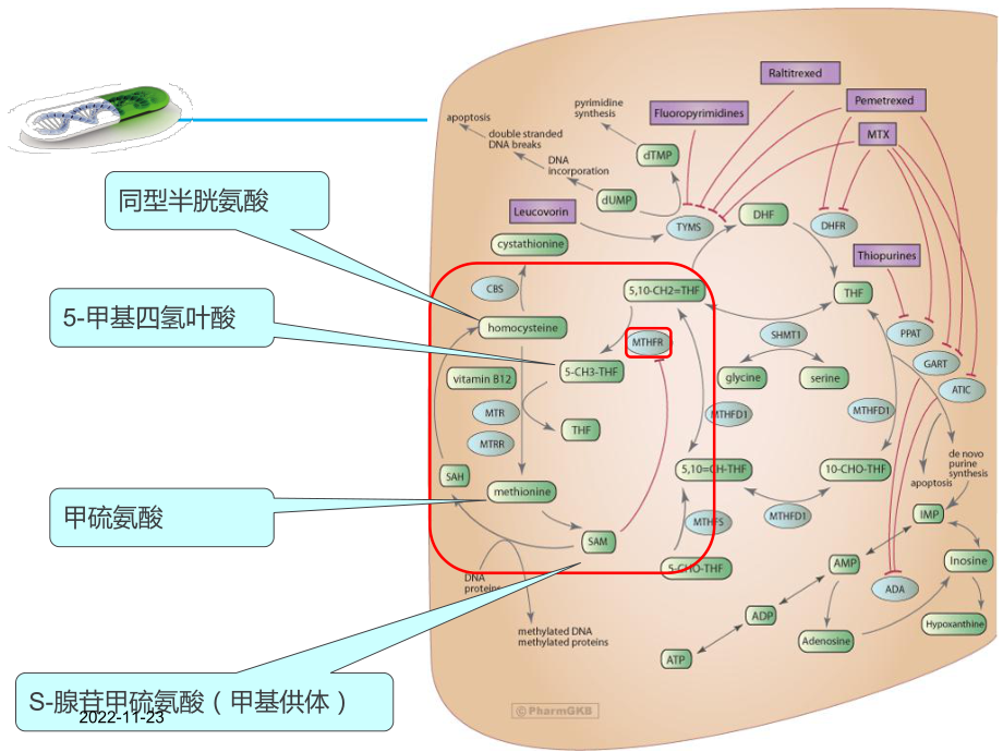 MTHFR基因检测与叶酸代谢(产科方向)课件.ppt_第2页