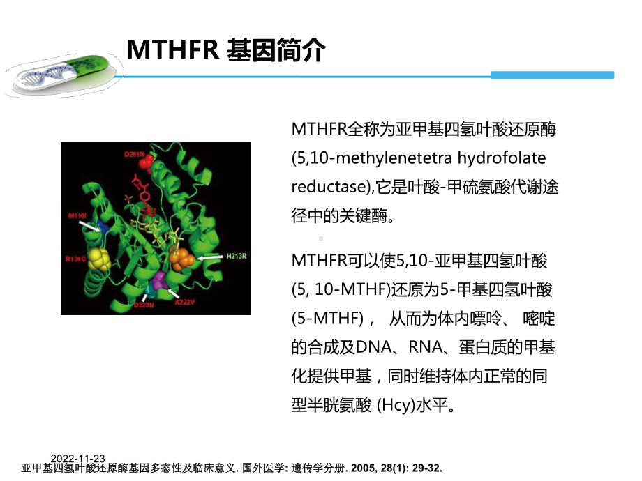 MTHFR基因检测与叶酸代谢(产科方向)课件.ppt_第3页