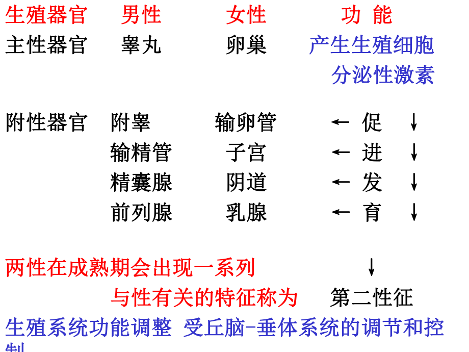 男性生殖系统教学课件.ppt_第2页