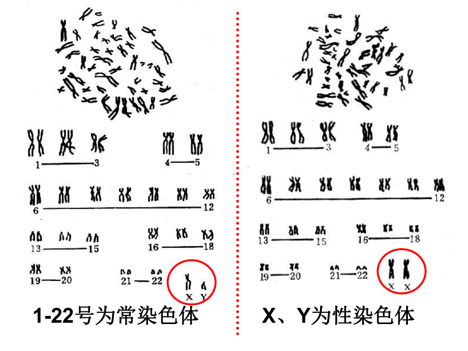 （人教版）伴性遗传教学课件3.ppt_第3页