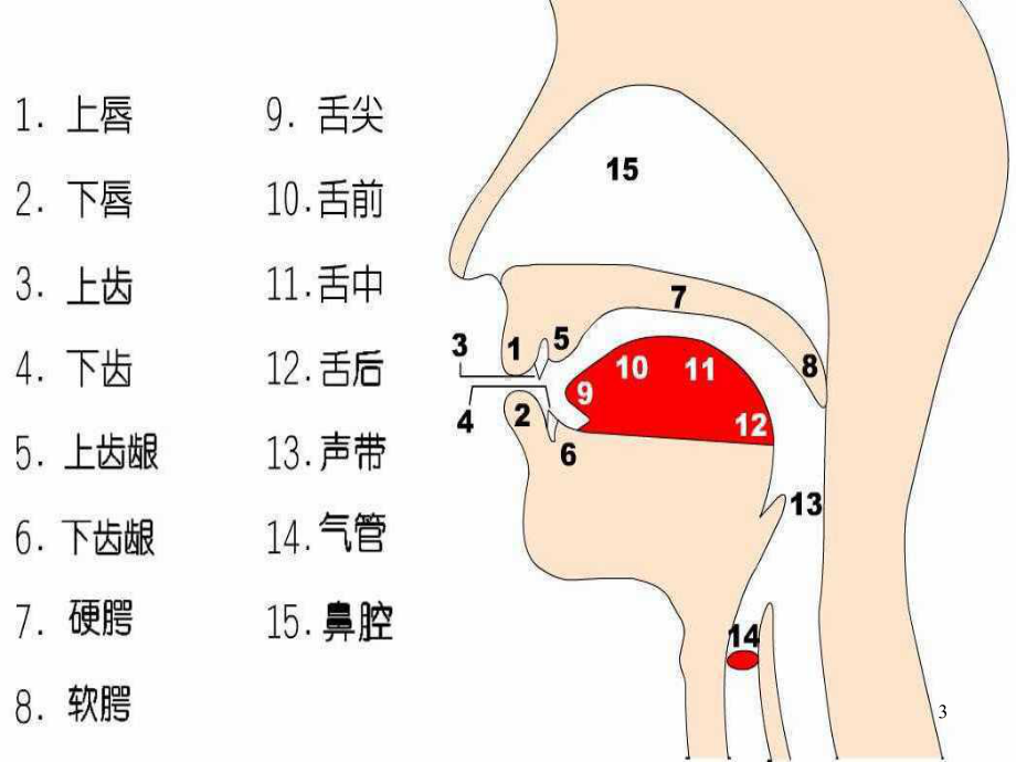 高一英语入学音标教学完整版-课件(共64张).ppt_第3页