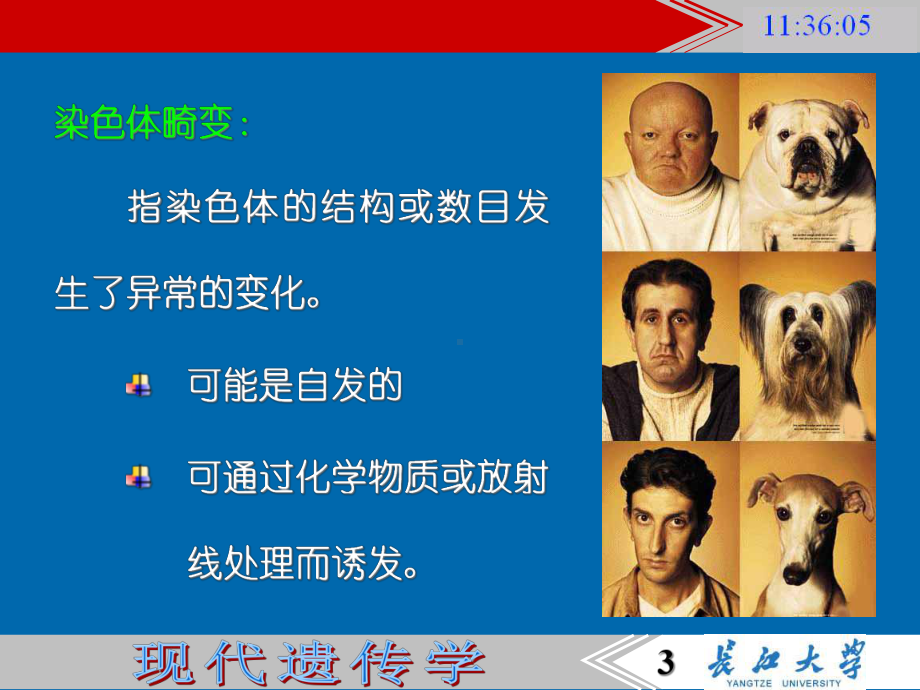 -染色体结构的变异课件.ppt_第3页