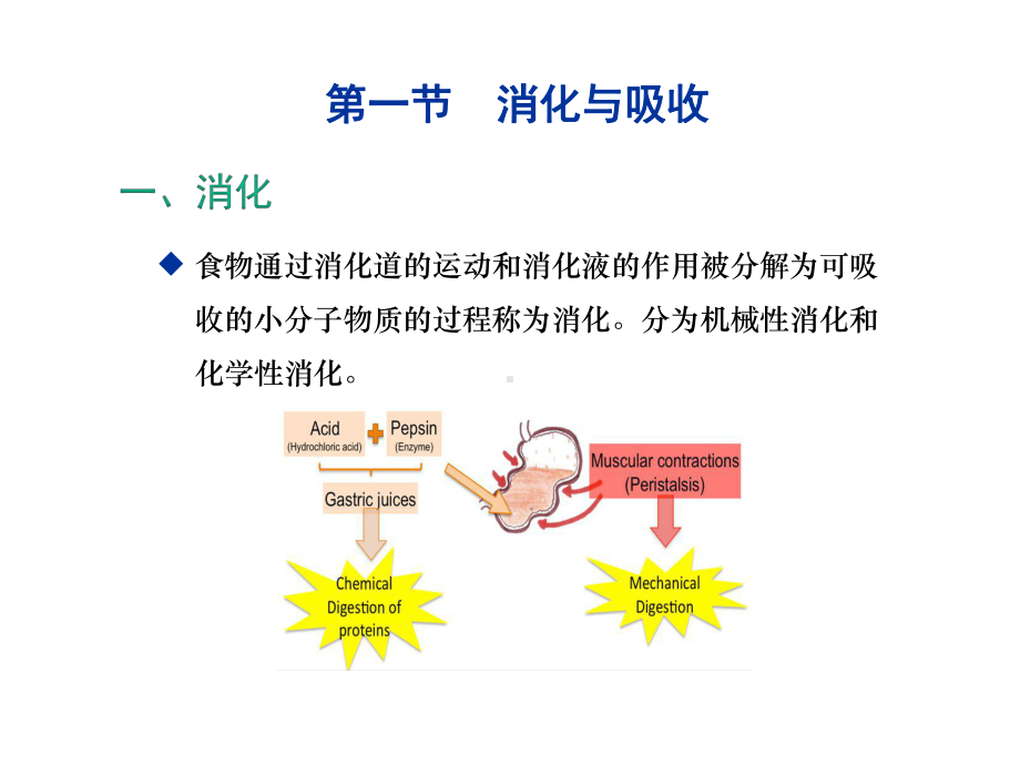 运动生理学课件第九章消化吸收与排泄.pptx_第3页