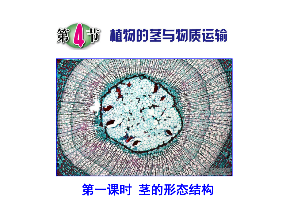 茎的形态结构课件.ppt_第1页