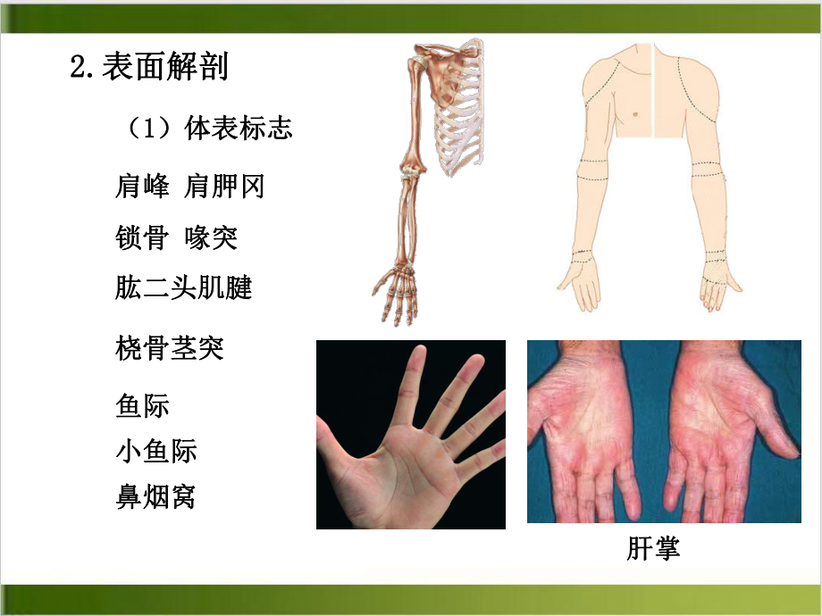 XX级本科临床专业应用解剖学上肢培训课件.ppt_第3页