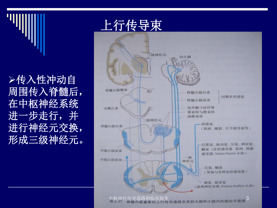 中枢神经传导通路和临床病变培训课件.ppt_第3页