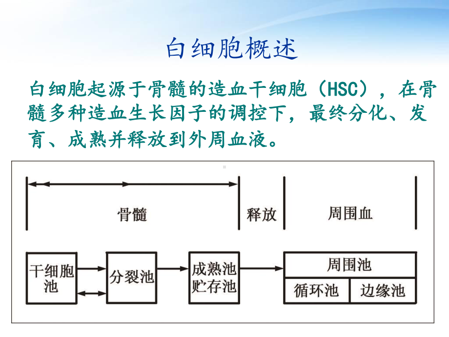 《实验诊断学》人体白细胞检查-课件.ppt_第3页