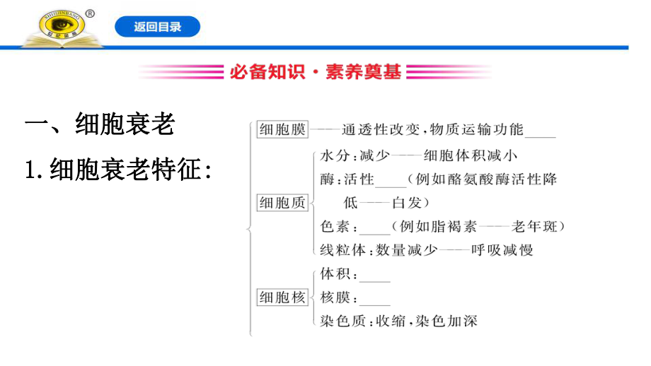 《细胞的衰老和死亡》细胞的生命历程课件.pptx_第3页