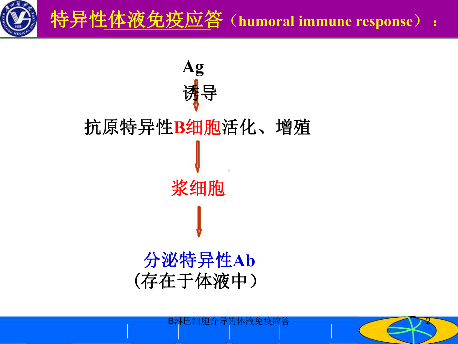 B淋巴细胞介导的体液免疫应答讲义课件.ppt_第2页