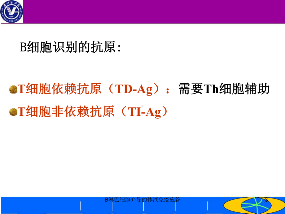 B淋巴细胞介导的体液免疫应答讲义课件.ppt_第3页