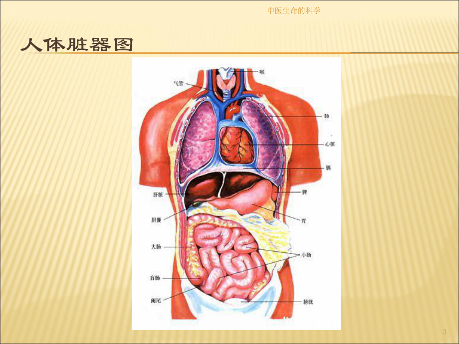 中医生命的科学培训课件.ppt_第3页