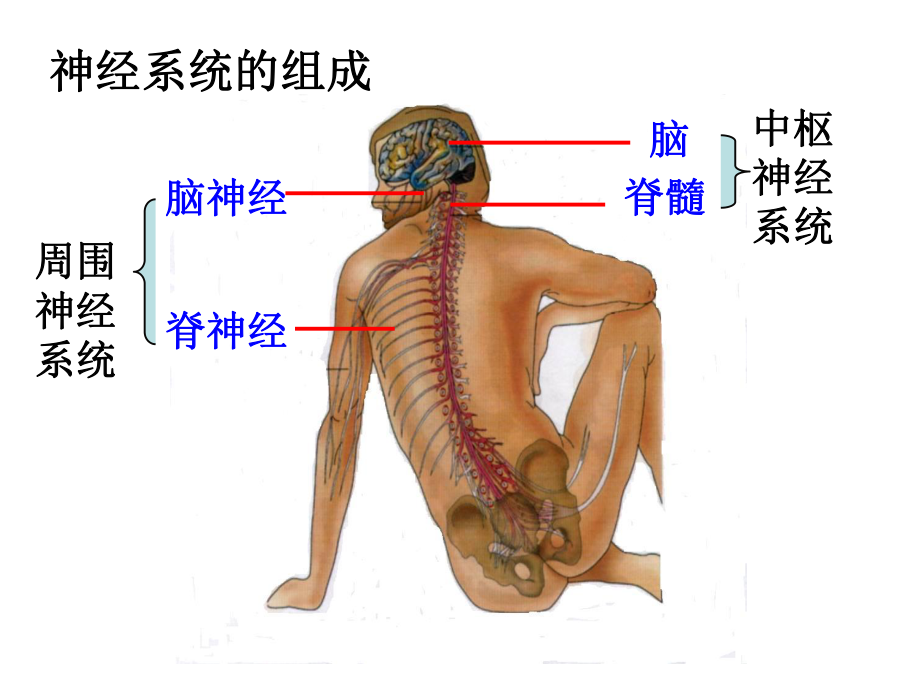 （高中人教版）（必修三）（第一节）通过神经系统的调节课件.ppt_第3页