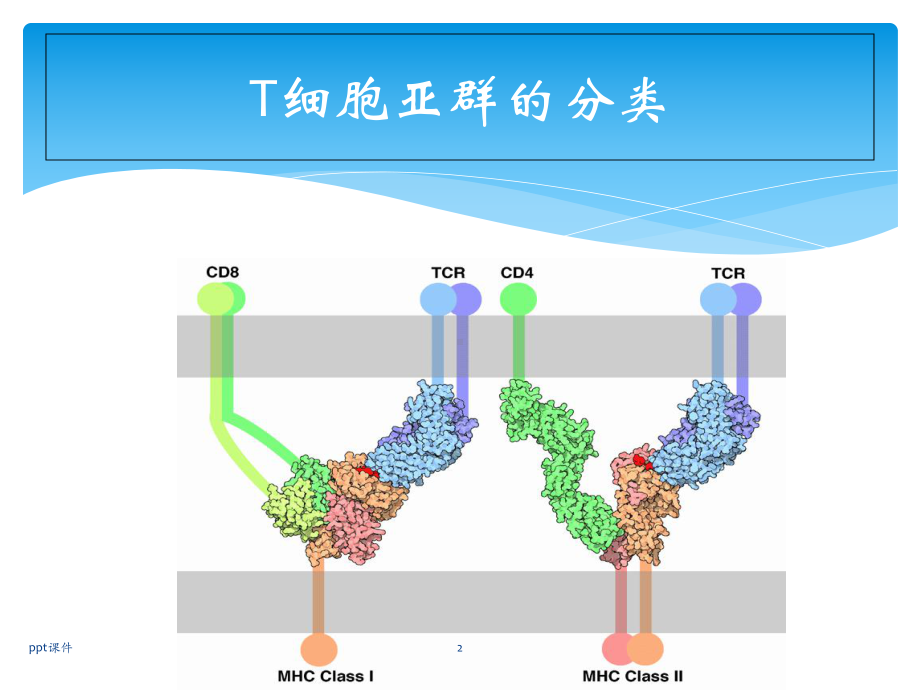 T淋巴细胞亚群及其临床意义-课件.ppt_第2页