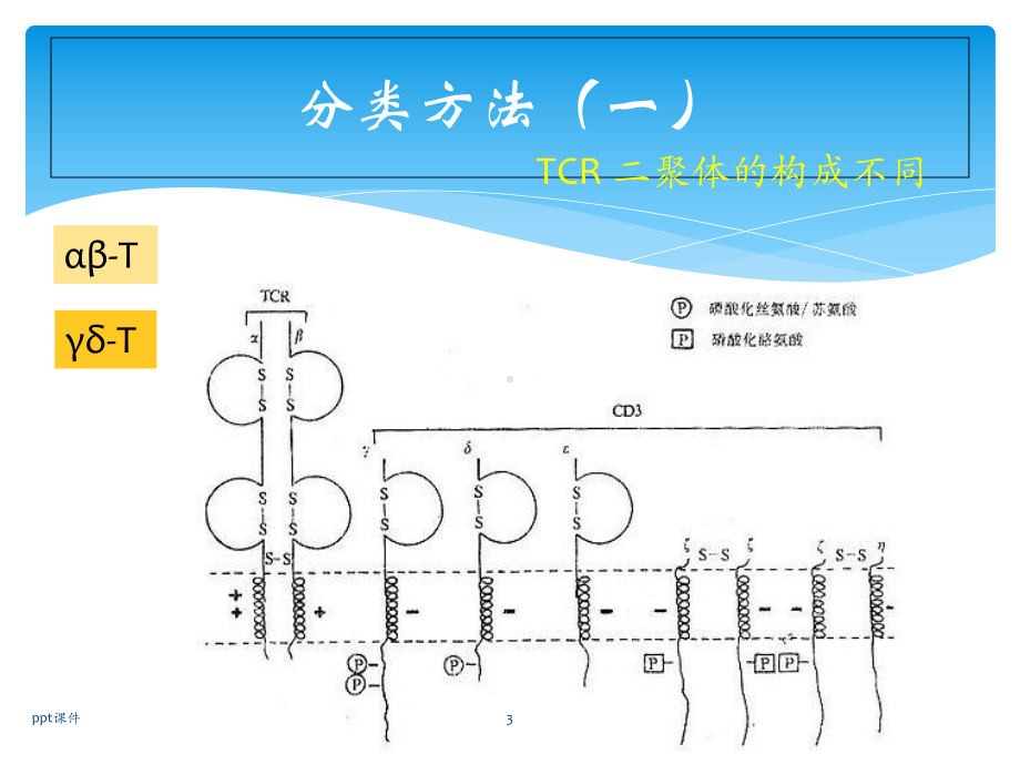 T淋巴细胞亚群及其临床意义-课件.ppt_第3页