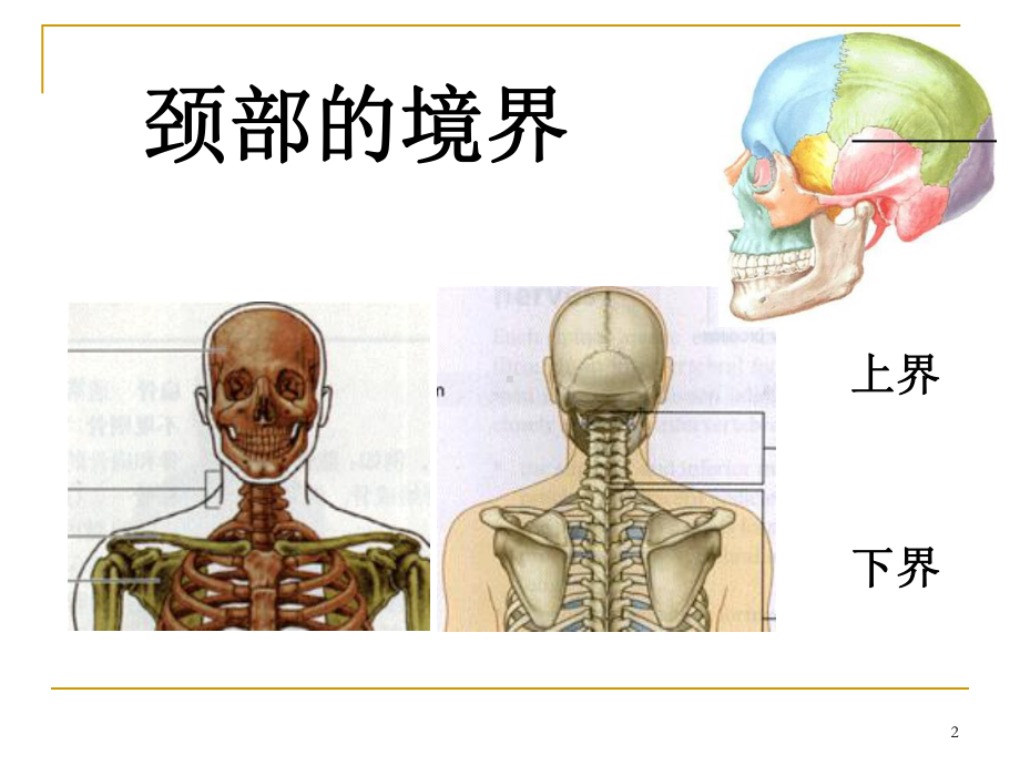 临床颈部解剖课件.ppt_第2页