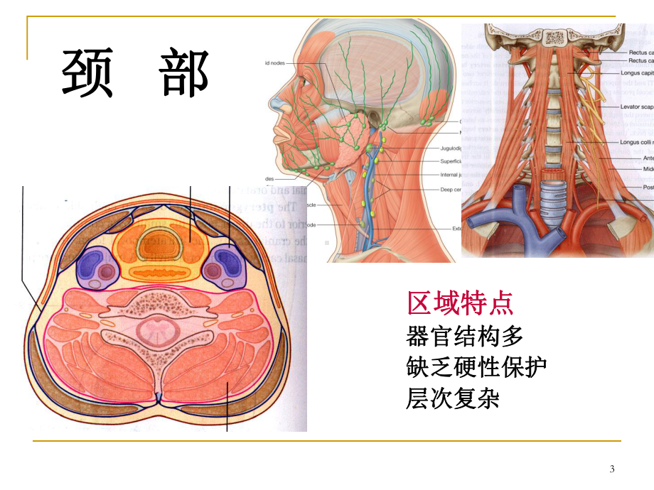 临床颈部解剖课件.ppt_第3页