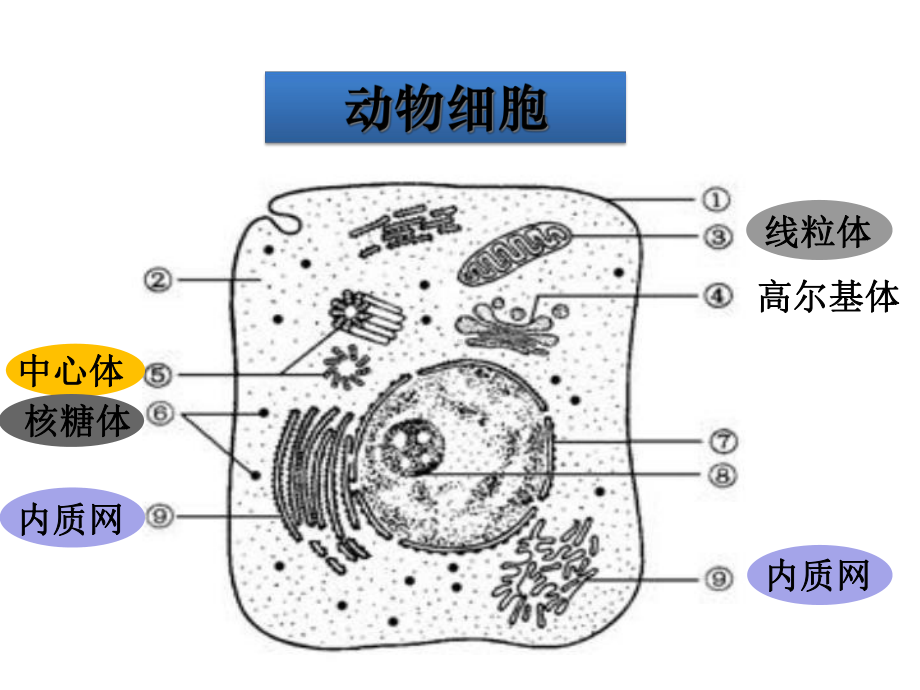 高中生物必修一细胞器第二课时分泌蛋白的合成和运输课件.ppt_第2页