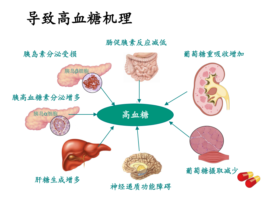 降糖药小讲课课件.ppt_第2页