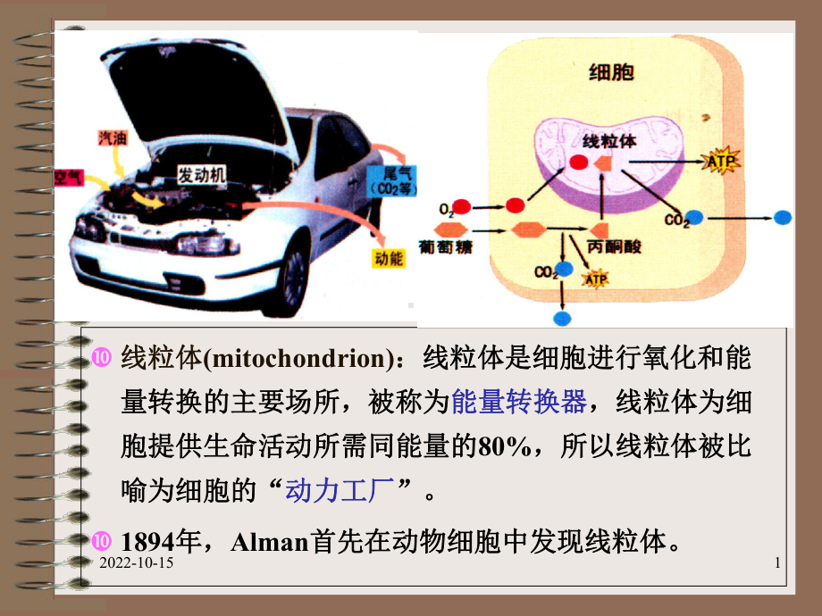 [细胞生物学]线粒体医学课件.ppt_第1页