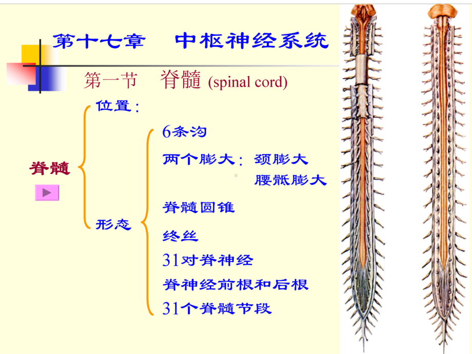 临床医学专业JXN解剖专业T脊髓-Microsoft-PowerPoint-演示文稿-课件2.ppt_第3页